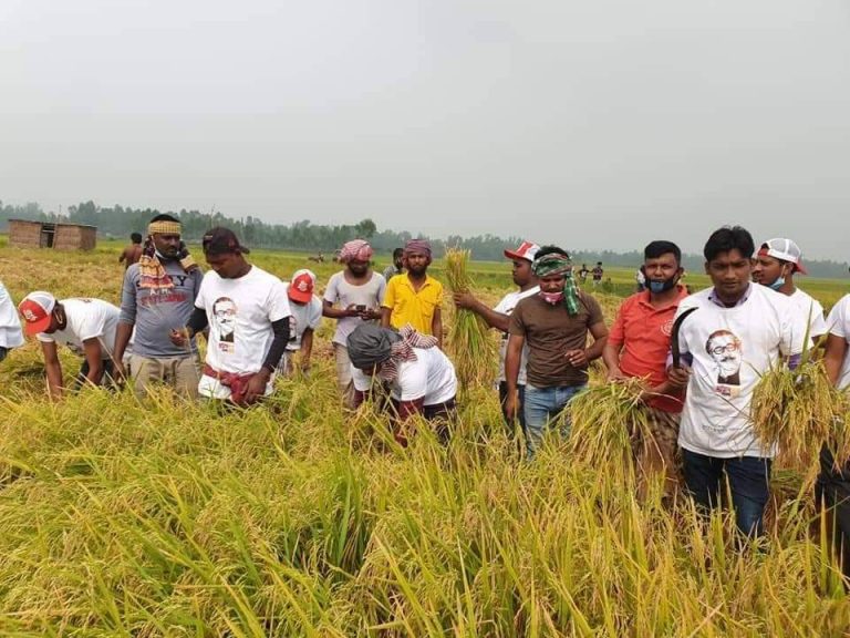 নাটোরের চলনবিলে রিক্সা চালকের জমির ধান কেটে দিলেন সিংড়া পৌর মেয়র