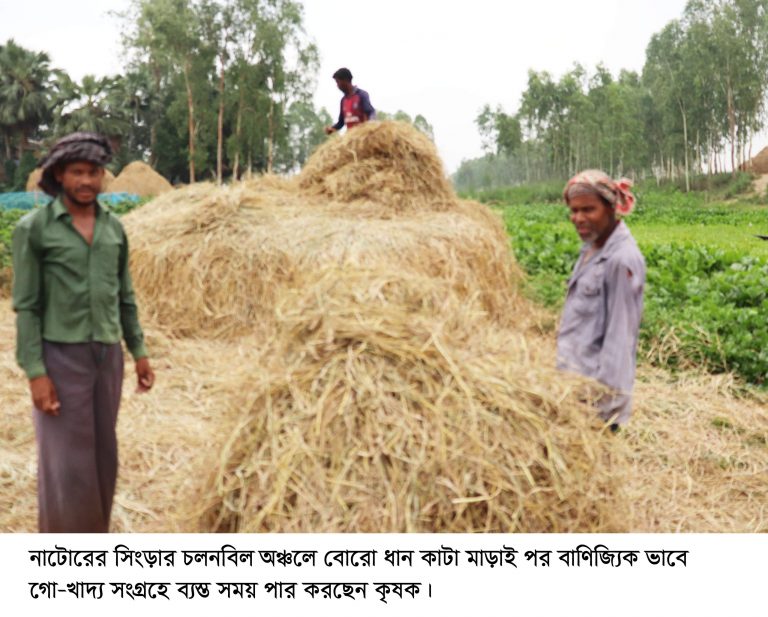 সিংড়ায় বাণিজ্যিক ভাবে গো-খাদ্য সংগ্রহে ব্যস্ত কৃষক