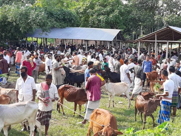 নাটোরের বাগাতিপাড়ায় স্বাস্থ্যবিধি মানছেন না কেউ, চলছে গরুর হাট