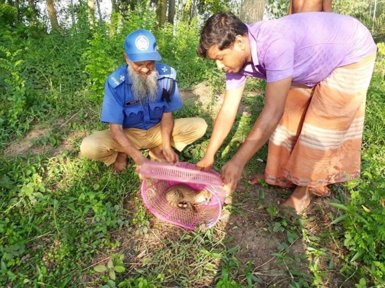 সিংড়ায় অবশেষে মেছো বাঘের ছানাটি অবমুক্ত