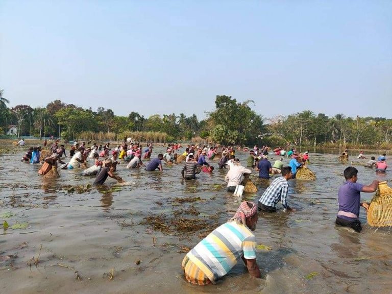 নাটোরের নলডাঙ্গা কুড়ি বিলে পলো দিয়ে মাছ ধরা উৎসব