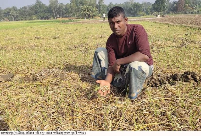 গুরুদাসপুরে মেয়াদ উত্তীর্ন কীট নাশকে কপাল পুড়লো কৃষকের