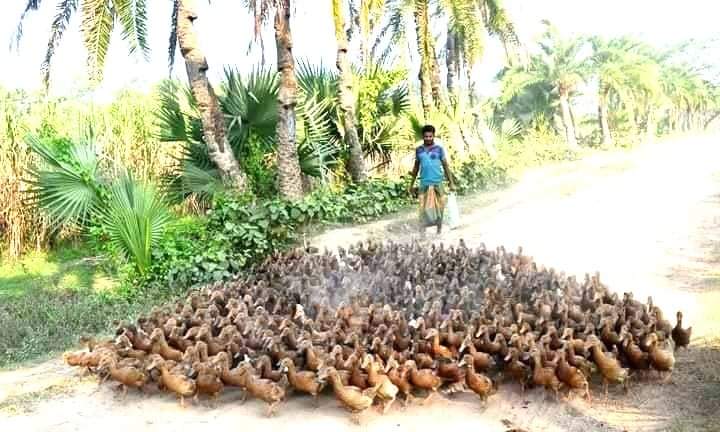 তথ্য প্রযুক্তির ছোঁয়ায় হাঁস পালনে স্বাবলম্বী লালপুরের দুই যুবক