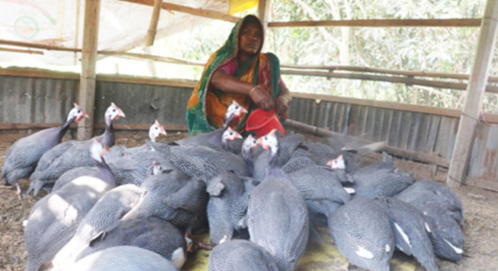 চিনা মুরগী পালন করে আনেছা‘র সংসার চলে